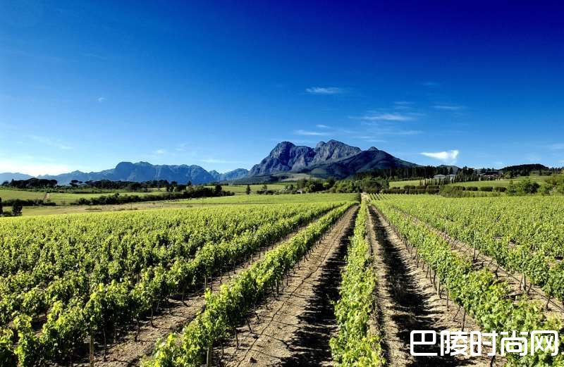 轻松了解南非葡萄酒