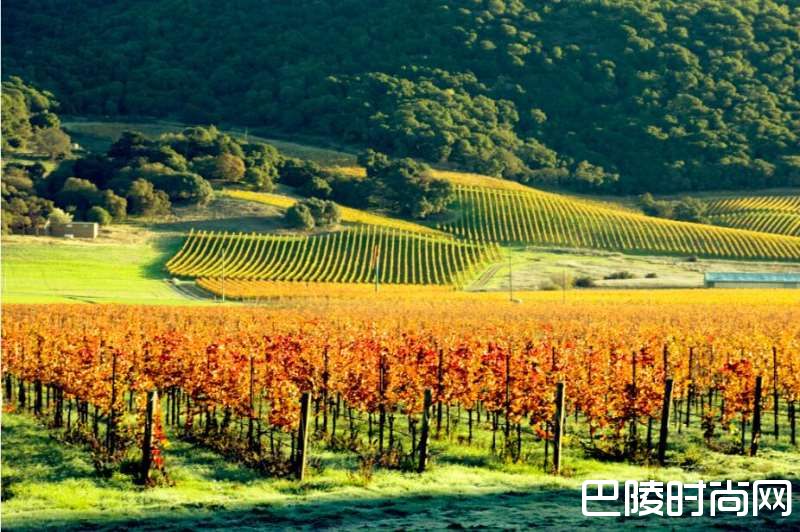 葡萄酒史上的重大时刻：巴黎审判