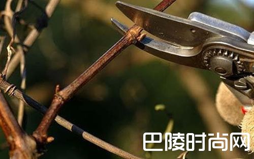 这些因素也会影响葡萄酒的品质 这些因素也会影响葡萄酒的品质