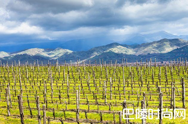 意大利2017年采收量为60年来最低