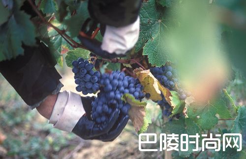 这些因素也会影响葡萄酒的品质 这些因素也会影响葡萄酒的品质