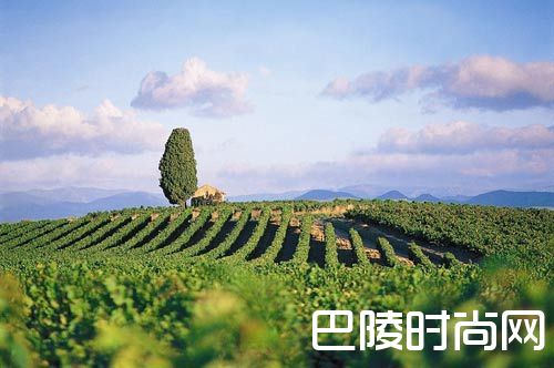 勃艮第特级园大盘点