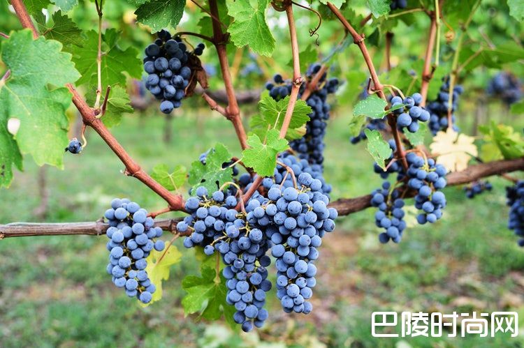 十问十答，带你快速了解基安帝