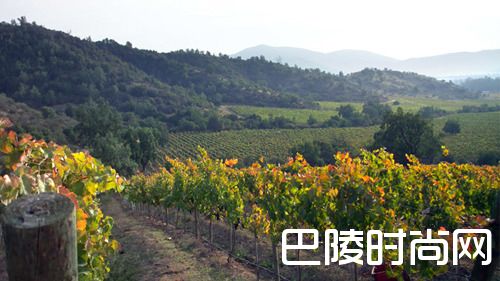 探索黑皮诺全球优质产区