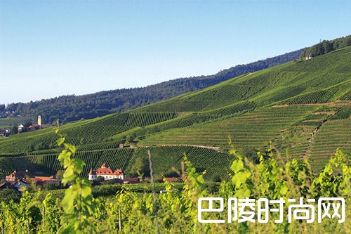 探索黑皮诺全球优质产区 探索黑皮诺全球优质产区