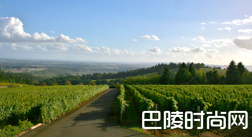 探索黑皮诺全球优质产区