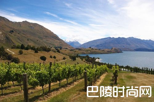 探索黑皮诺全球优质产区