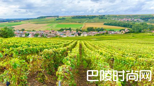 探索黑皮诺全球优质产区 探索黑皮诺全球优质产区