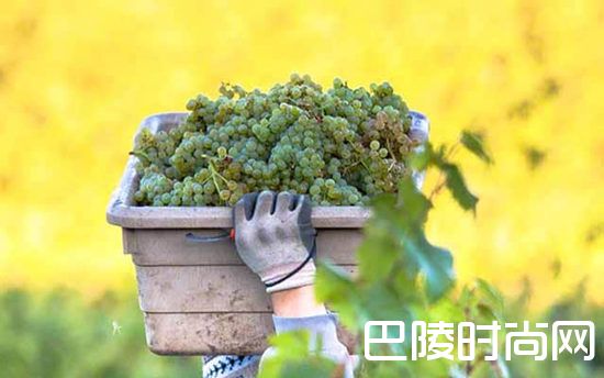 纳帕谷三大葡萄品种概览 纳帕谷三大葡萄品种概览