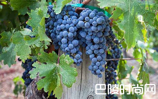 纳帕谷三大葡萄品种概览 纳帕谷三大葡萄品种概览