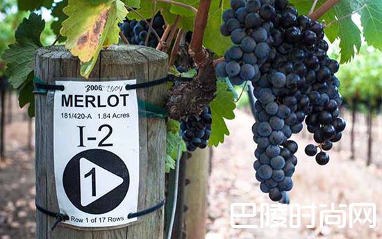 纳帕谷三大葡萄品种概览