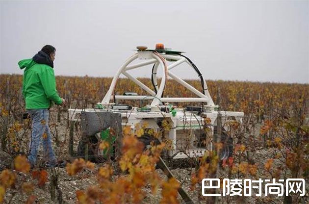 克拉米伦酒庄试用葡萄园机器人 克拉米伦酒庄试用葡萄园机器人