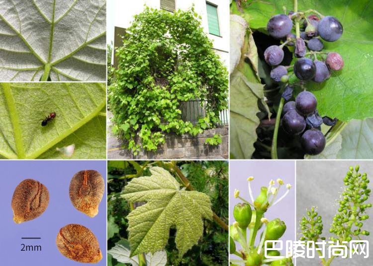 美洲葡萄知多少？