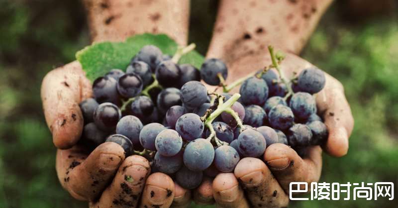 喝完这25种葡萄酒，或许你就是下一个葡萄酒专家