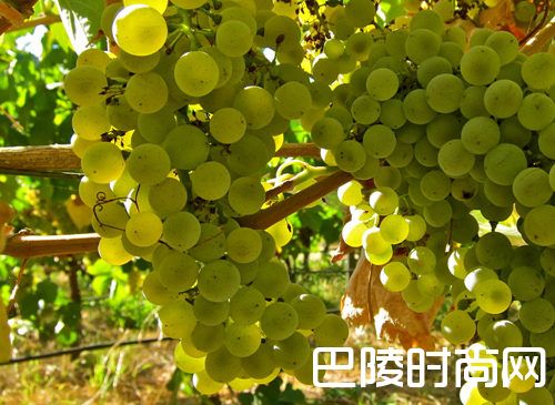 白葡萄品种入门级指南