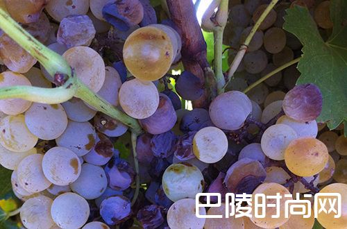 白葡萄品种入门级指南 白葡萄品种入门级指南