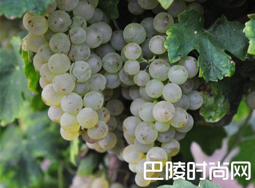 白葡萄品种入门级指南 白葡萄品种入门级指南