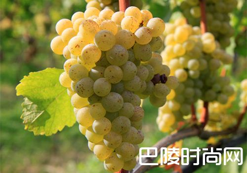 白葡萄品种入门级指南 白葡萄品种入门级指南