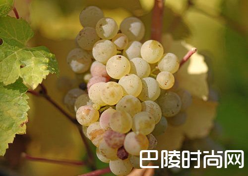 白葡萄品种入门级指南 白葡萄品种入门级指南