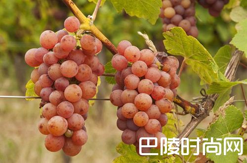 白葡萄品种入门级指南