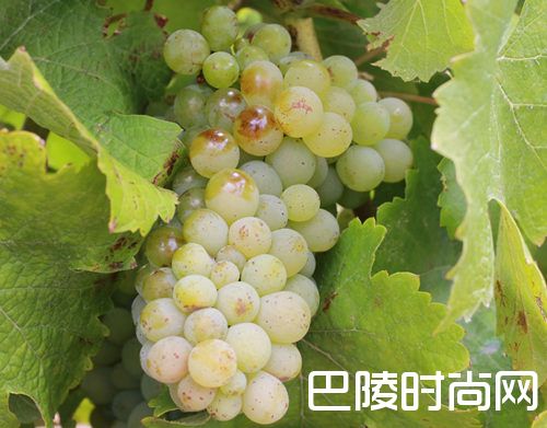 白葡萄品种入门级指南