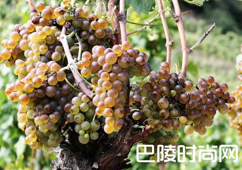 白葡萄品种入门级指南