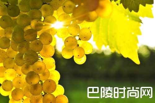 白葡萄品种入门级指南