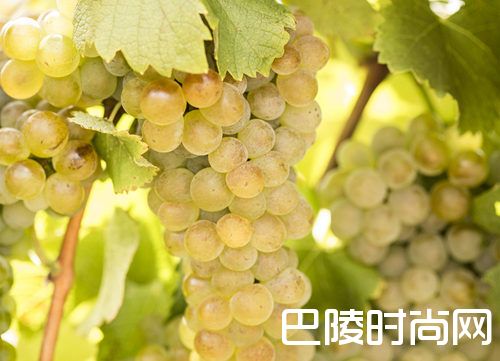 白葡萄品种入门级指南