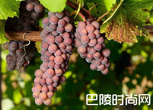 白葡萄品种入门级指南