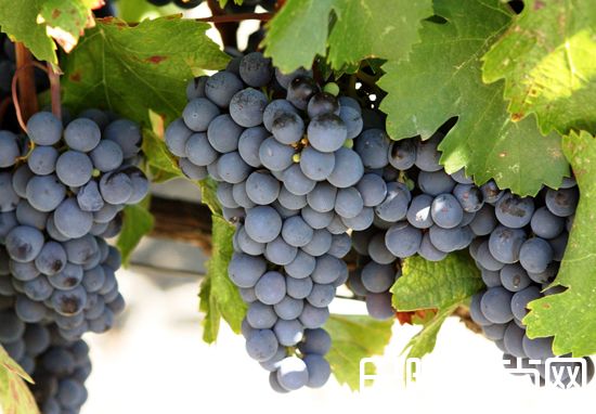 一文读懂波尔多葡萄酒