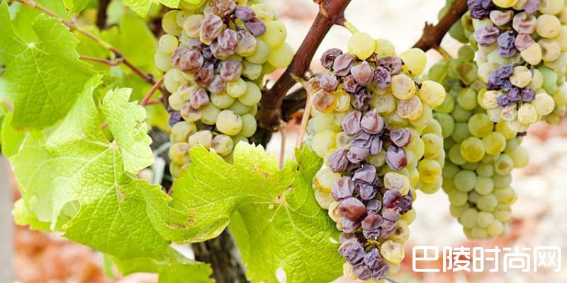 探索波尔多甜白