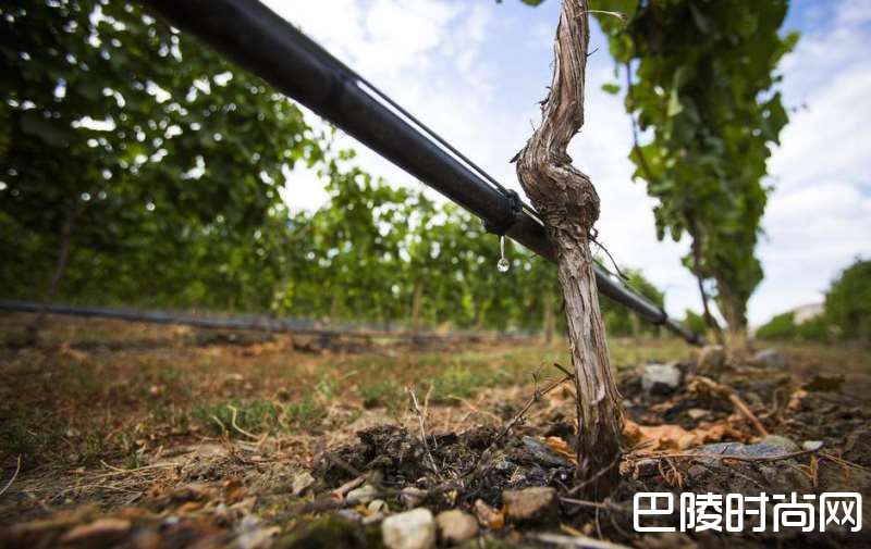 葡萄园内常用的灌溉方式 葡萄园内常用的灌溉方式