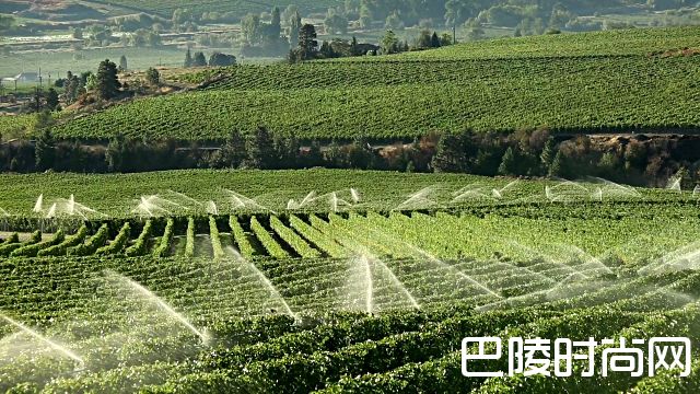 葡萄园内常用的灌溉方式