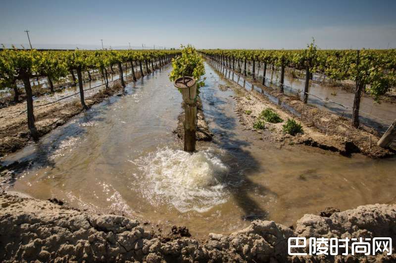 葡萄园内常用的灌溉方式