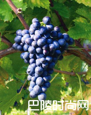 聚焦“二线”红葡萄品种