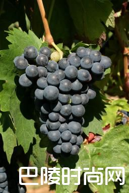 聚焦“二线”红葡萄品种