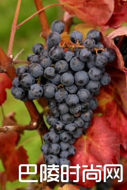 聚焦“二线”红葡萄品种