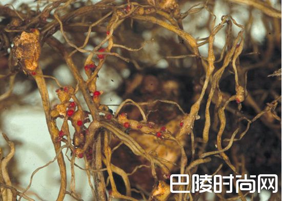 葡萄园里常见的灾害 葡萄园里常见的灾害