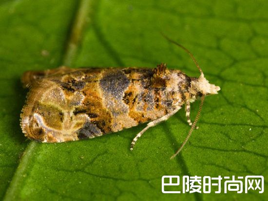 葡萄园里常见的灾害 葡萄园里常见的灾害