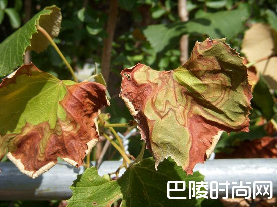 葡萄园里常见的灾害