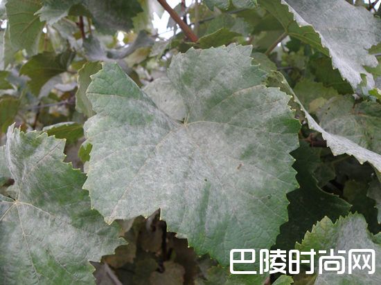 葡萄园里常见的灾害