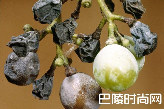 葡萄园里常见的灾害