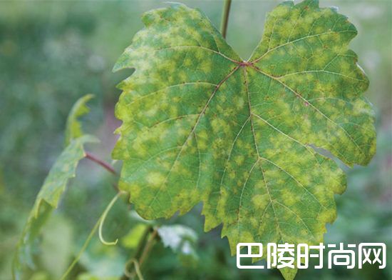 葡萄园里常见的灾害