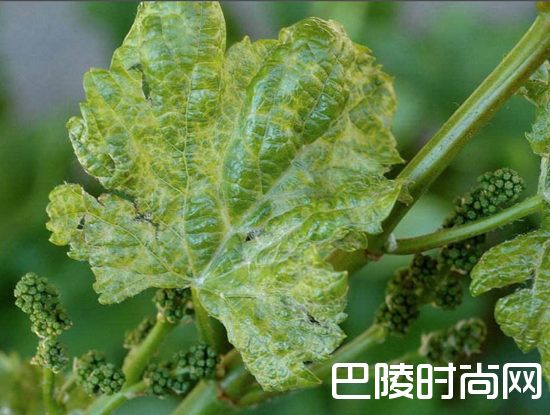 葡萄园里常见的灾害