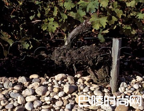 这些产区，它们的土壤很特别