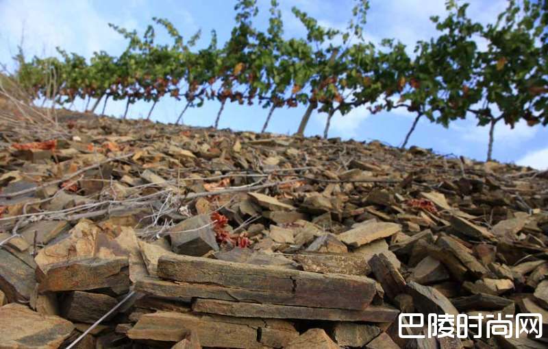 这些产区，它们的土壤很特别