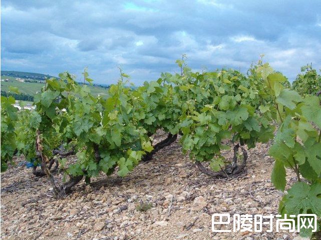 这些产区，它们的土壤很特别