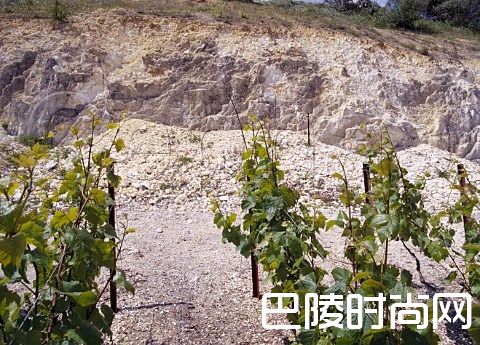 这些产区，它们的土壤很特别