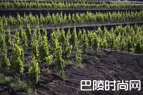 这些产区，它们的土壤很特别