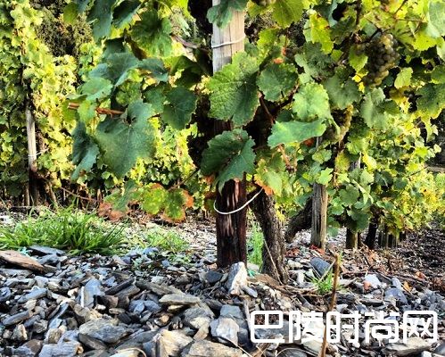 这些产区，它们的土壤很特别